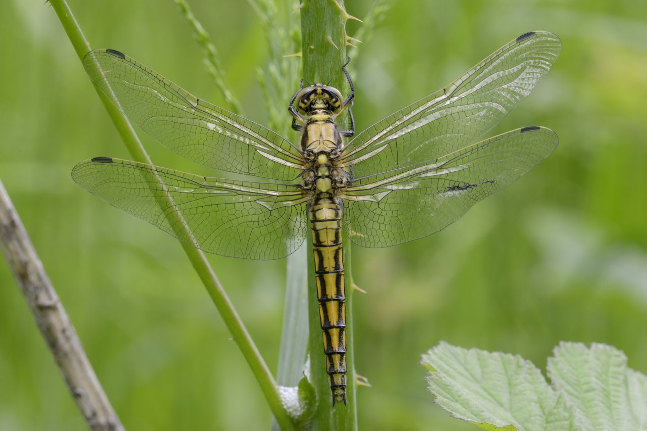 Orthetrum cancellatum